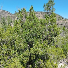 Juniperus angosturana