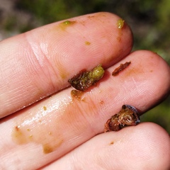 Juniperus angosturana