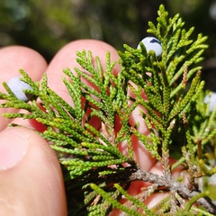 Juniperus angosturana