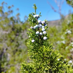Juniperus angosturana