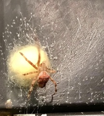Araneus diadematus