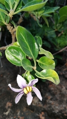 Solanum guineense
