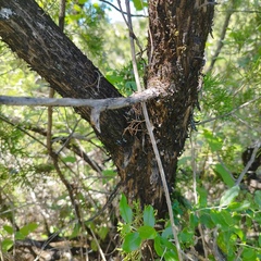 Juniperus angosturana