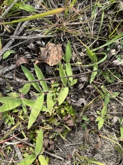 Dichanthelium scoparium