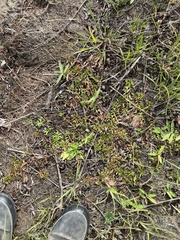 Dichanthelium scoparium