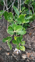 Solanum guineense