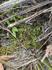 Dichanthelium scoparium