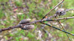 Allocasuarina verticillata