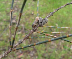 Allocasuarina verticillata