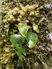 Hymenophyllum nephrophyllum