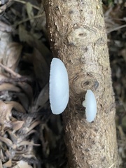 Oudemansiella australis