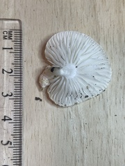 Oudemansiella australis