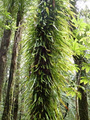 Loxogramme dictyopteris