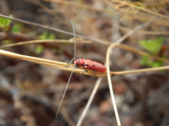 Prosopocera octomaculata