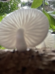 Oudemansiella australis