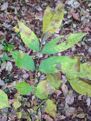 Fraxinus nigra