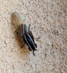 Poecilohetaerus aquilus