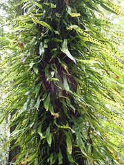 Loxogramme dictyopteris