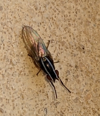 Poecilohetaerus aquilus