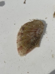 Electroma papilionacea