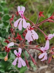 Pelargonium reniforme
