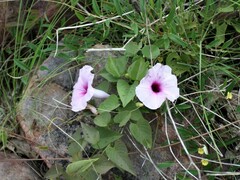 Ipomoea gracilis