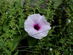 Ipomoea gracilis