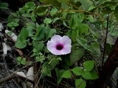 Ipomoea gracilis