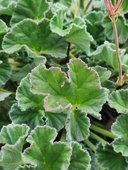 Pelargonium reniforme