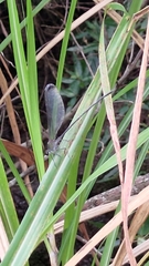 Psolodesmus mandarinus