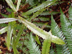 Elaeocarpus dentatus