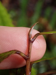 Elaeocarpus dentatus
