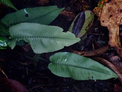 Diplazium cordifolium