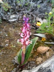Lachenalia membranacea