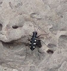 Cosmodela batesi