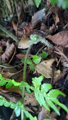 Diplazium kawakamii