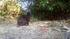 Oryctolagus cuniculus domesticus