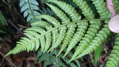 Diplazium kawakamii