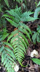 Diplazium kawakamii