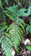 Diplazium kawakamii