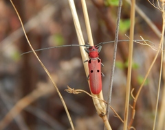 Prosopocera octomaculata