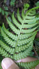 Diplazium kawakamii