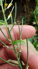 Erysimum inconspicuum