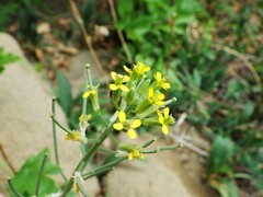 Erysimum inconspicuum