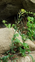 Erysimum inconspicuum