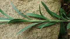 Erysimum inconspicuum