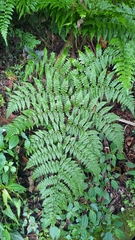 Diplazium kawakamii