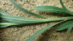 Erysimum inconspicuum