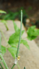 Erysimum inconspicuum