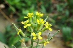 Erysimum inconspicuum
